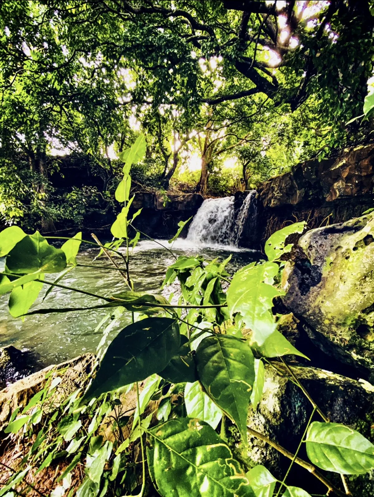 Small hidden waterfall cascading into a peaceful pond in Souillac forest, Mauritius