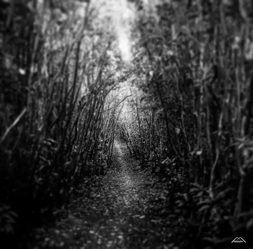 Narrow pathway in the Black River Gorges