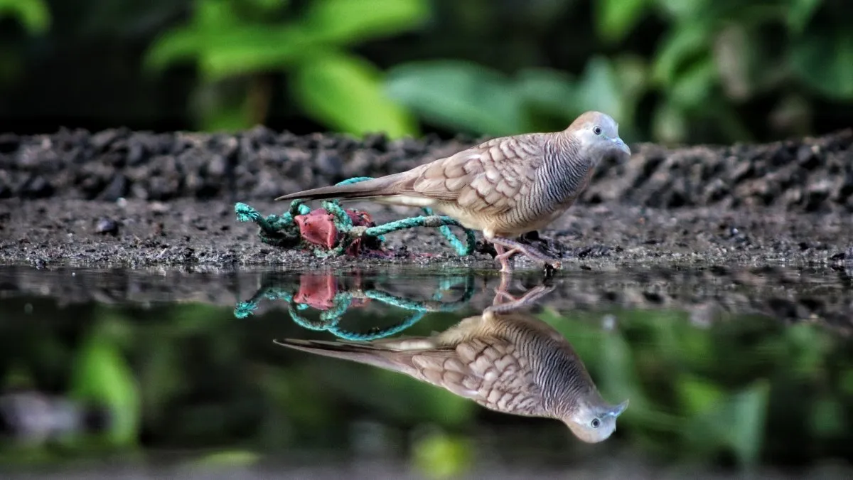 Barred dove walking near water showing clear reflection in Mauritius