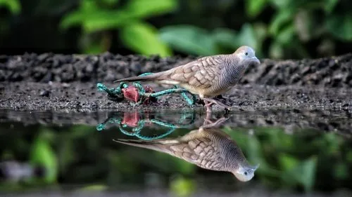 Reflection of a dove bird near water