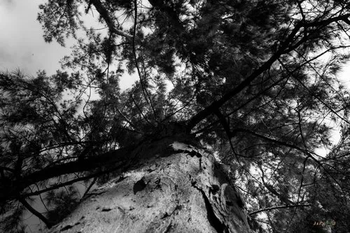 Low angle view of tree in forest