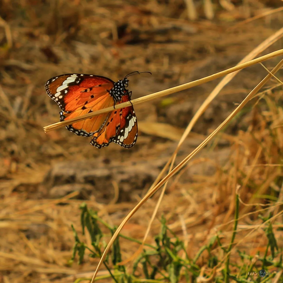 Monarch butterfly resting on a dry plant in Rodrigues, Mauritius