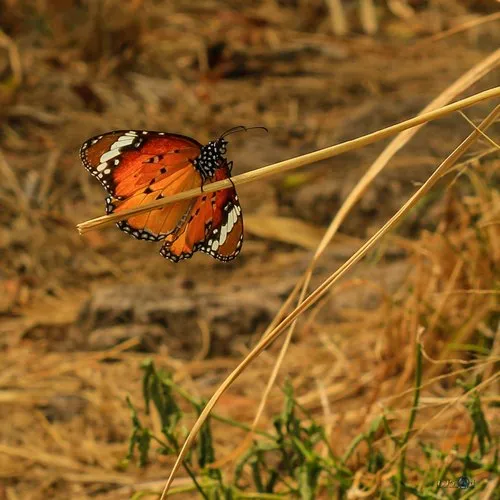 Monarch butterfly