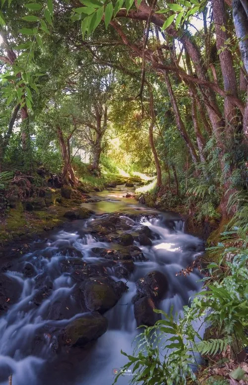 River flowing in forest