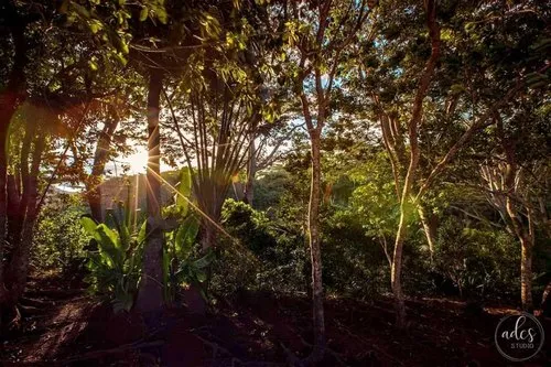 Sunburst at Chamarel walking trail