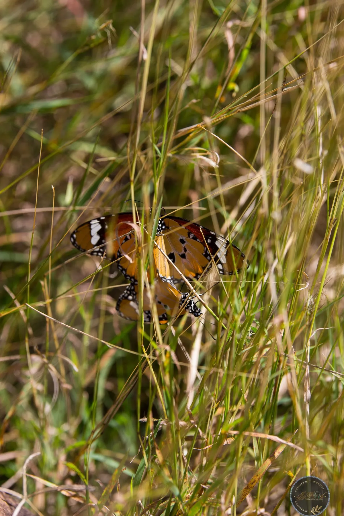 Two Monarch butterflies resting among grass in Rodrigues, Mauritius