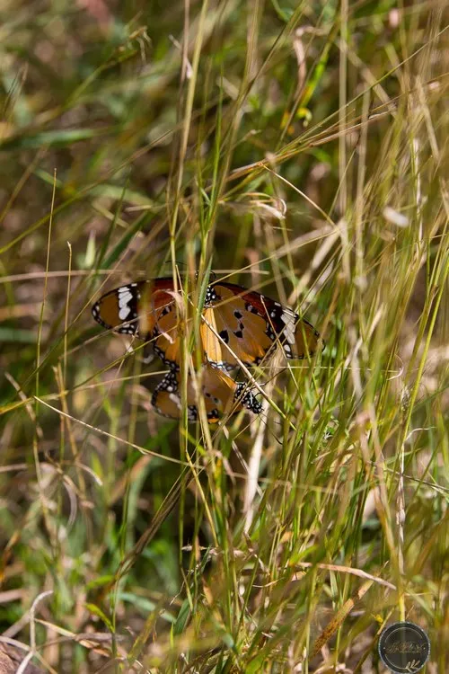 Monarch Butterflies in the grass