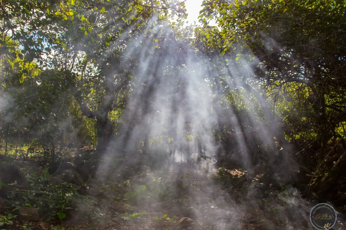 Sunlight streaming through mist in a wild forest in Rodrigues, Mauritius