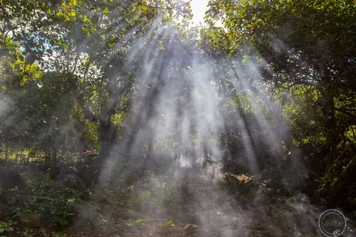 Sun lights in wild forest
