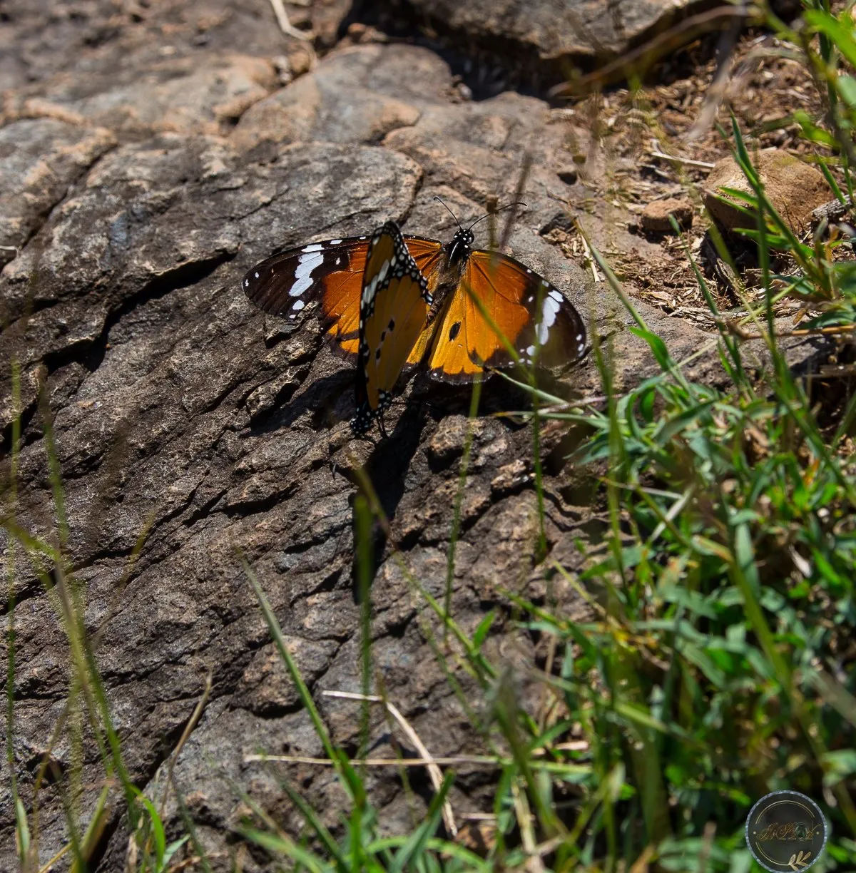 Two Monarch butterflies resting peacefully on a rock in natural surroundings in Mauritius