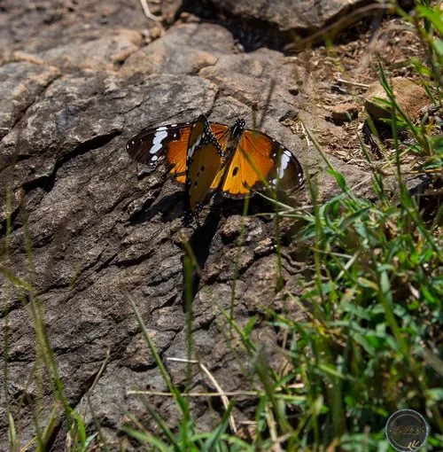 Two Monarch butterflies laid on a rock