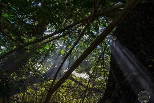 Sun lights in dark forest