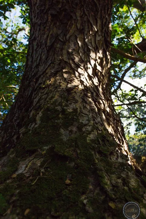Tree trunk with moss close up