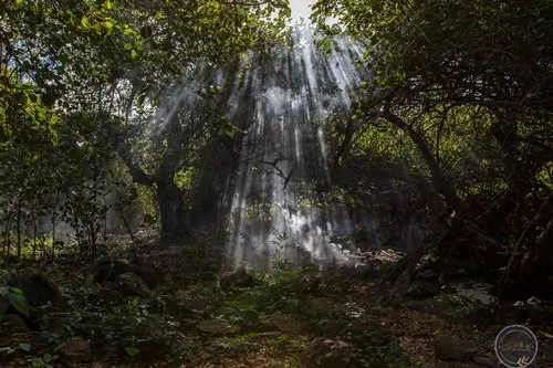 Sunrays across mist in forest in Rodrigues