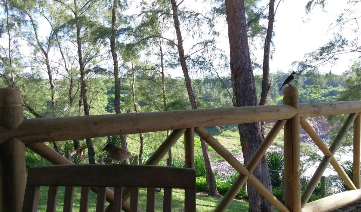 Birds perched on terrace at Andrea Lodges overlooking wilderness in Mauritius
