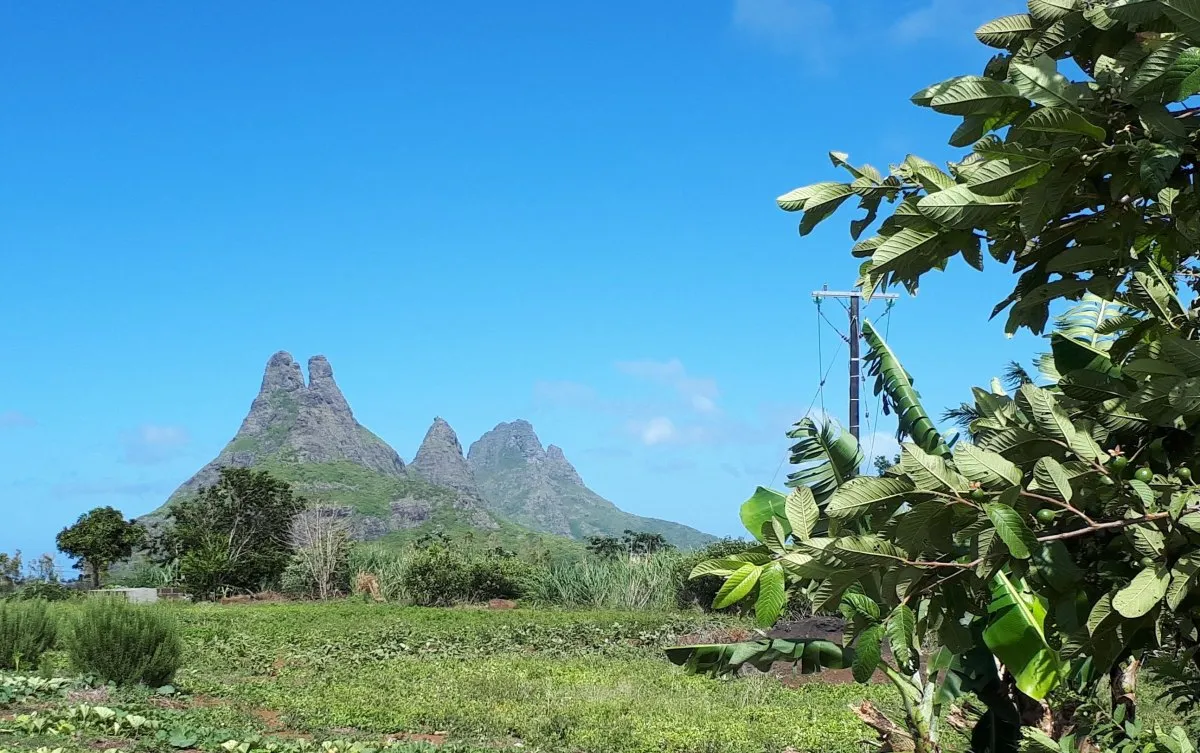 Vegetable garden with trees and Les Trois Mamelles mountains in the background in Vacoas, Mauritius