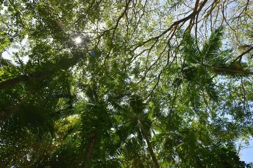 La Vanille Nature Park Forest