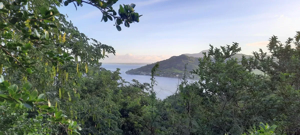 Panoramic view of bay and trees at Pointe du Diable in Mauritius