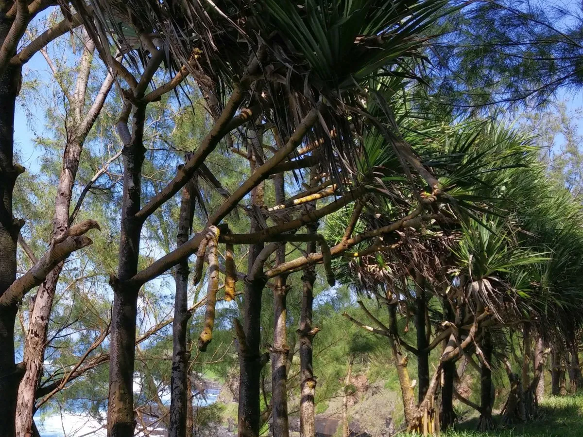 Lau-hala pine trees growing near a black stone cliff in Mauritius