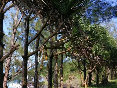 Lau-hala pine trees near cliff
