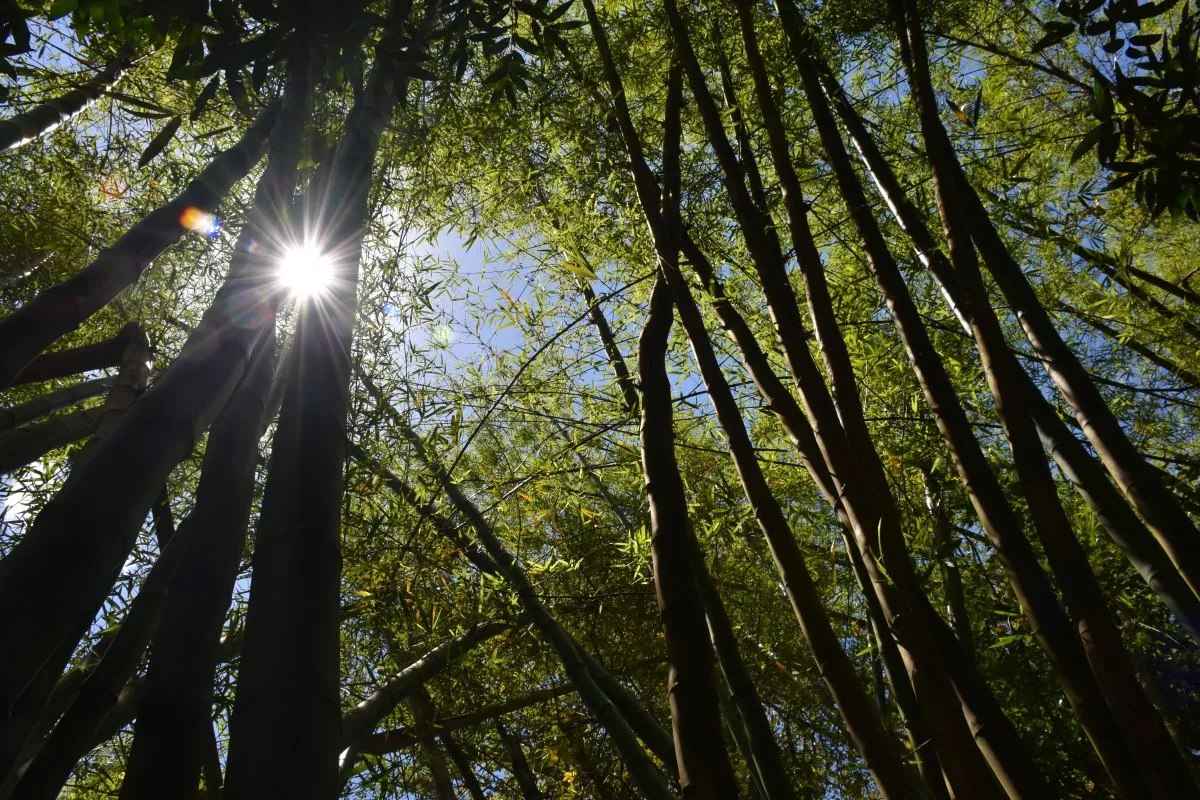 Sunlight shining through bamboo stalks in La Vanille Nature Park forest, Mauritius