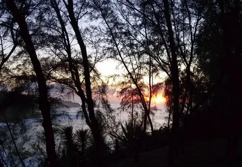 Dark silhouette of trees during sunset