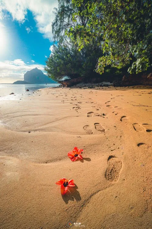 Red flowers & footprints on the beach towards near le Morne