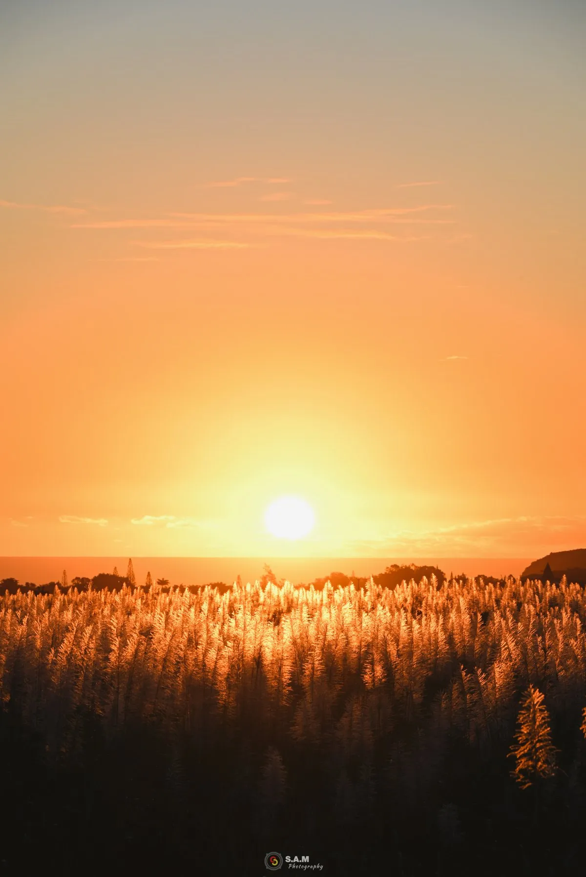 Sunset view over sugar cane fields in Mauritius with an orange cloudless sky