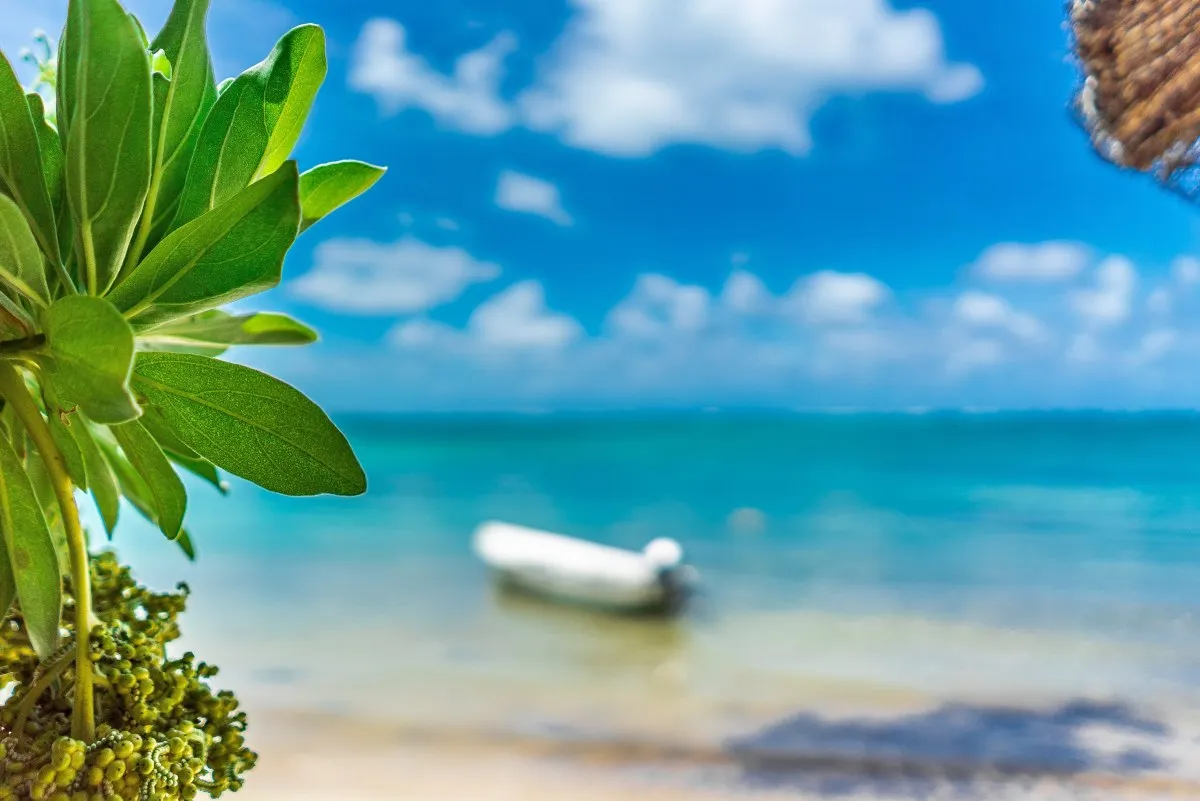 Green plants with a blurred speed boat in the background at Belle Mare Beach, Mauritius