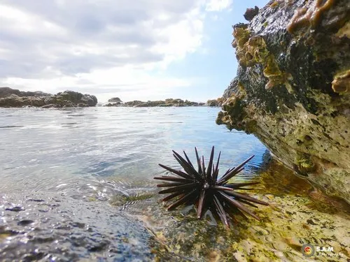 Sea urchin in sea of Albion