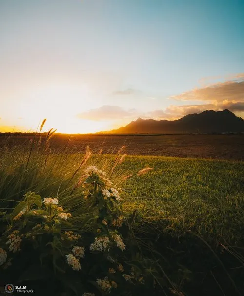 White flowers in bloom during Sunset