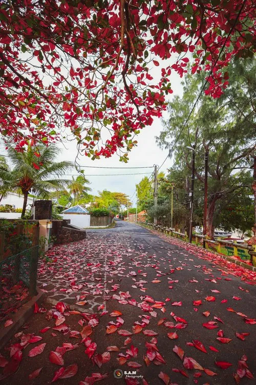 Red Badamier leaves on street in Grand Gaube
