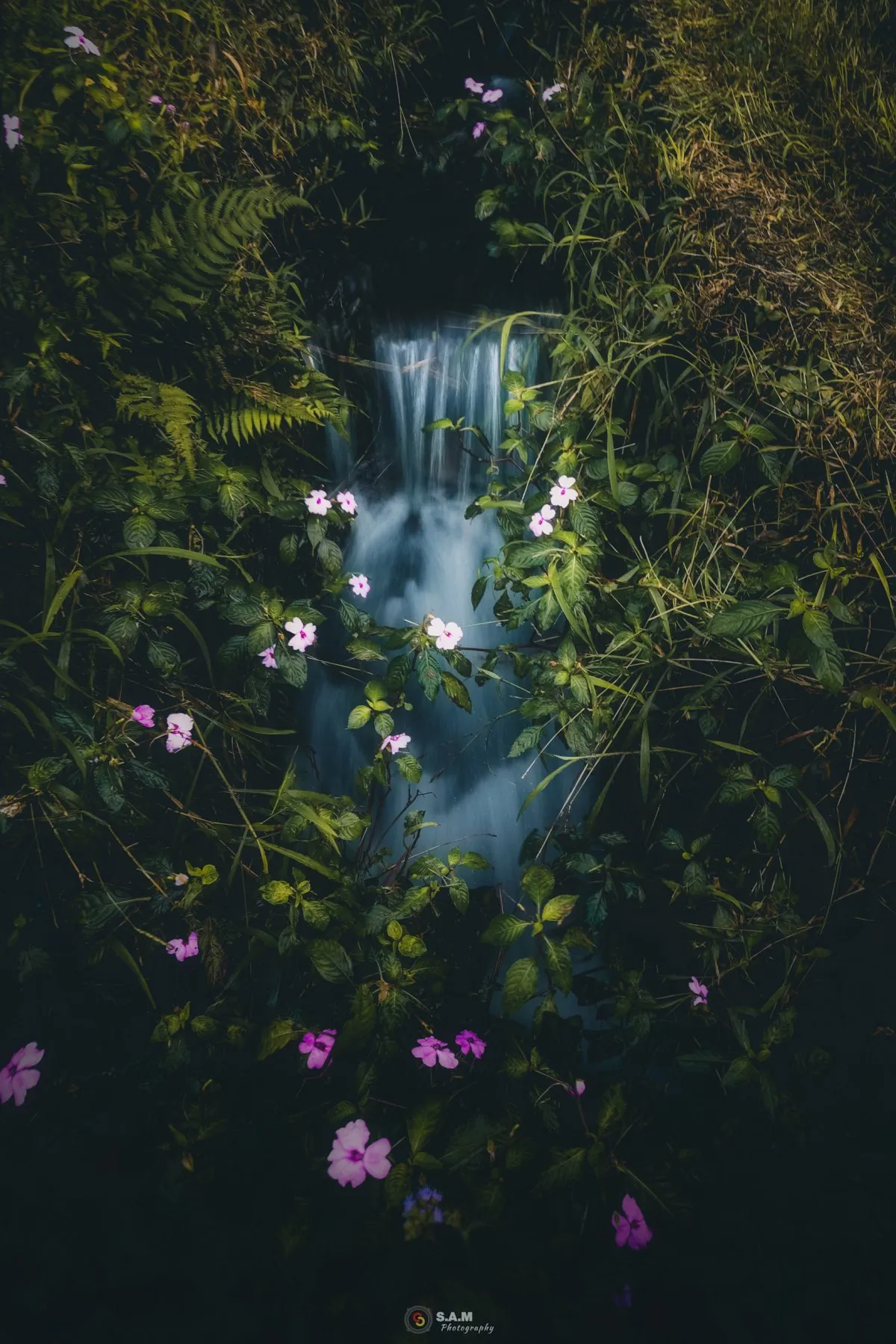 Small stream flowing through a pink flower field in Mauritius surrounded by plants