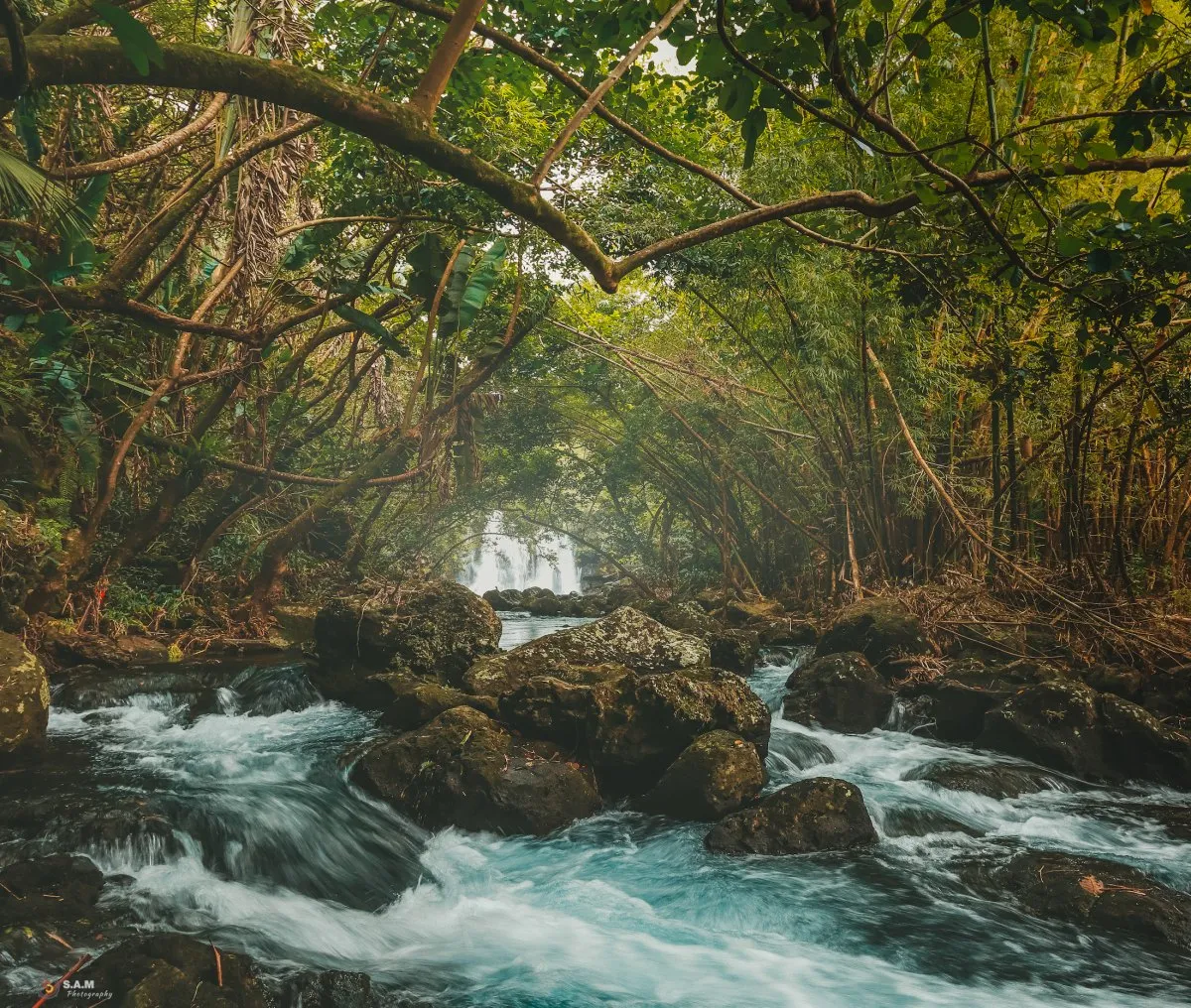 Tree tunnel over the Eau Bleu river flowing through forest rocks in Mauritius