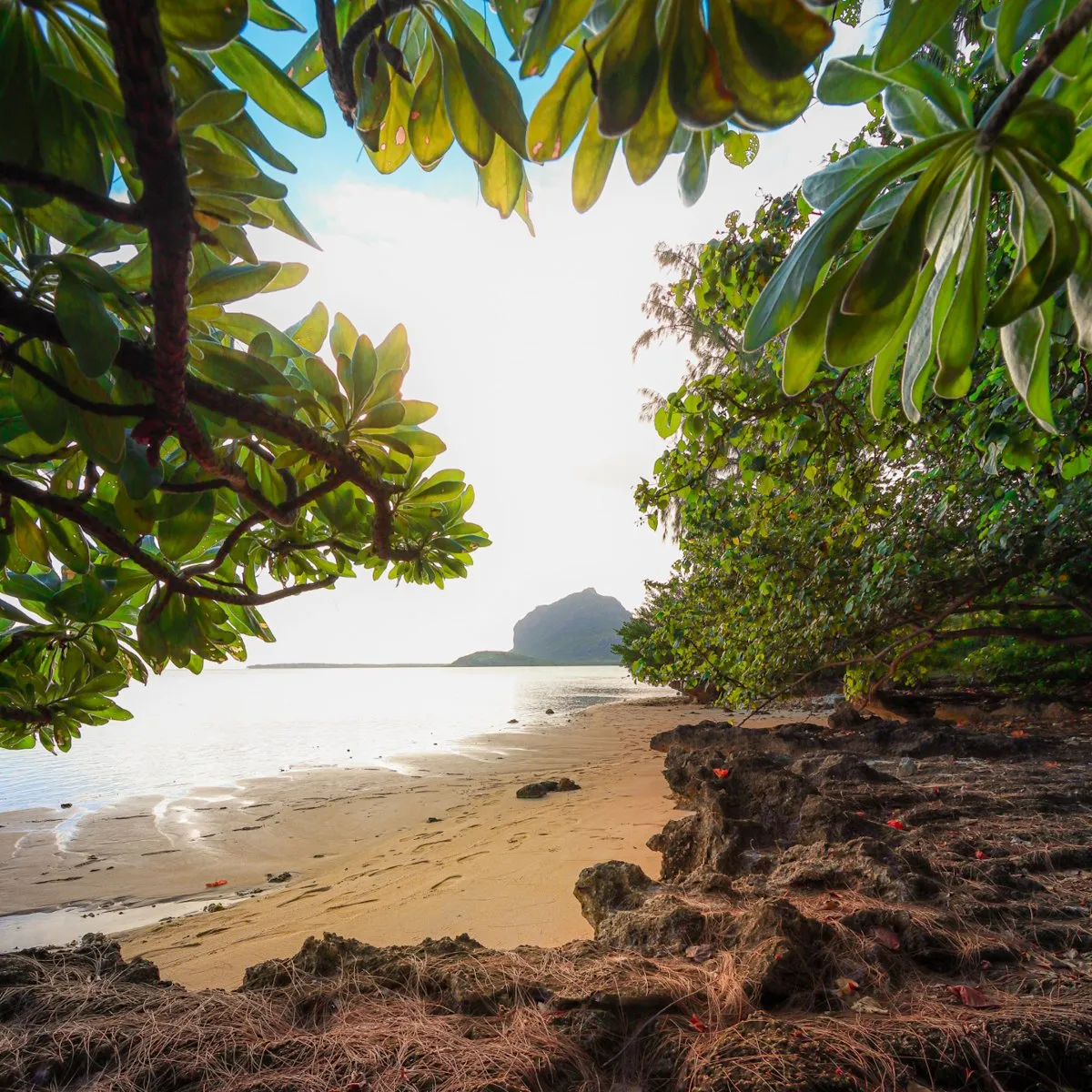 View of Le Morne Brabant mountain framed by leaves and branches on a beach in Mauritius