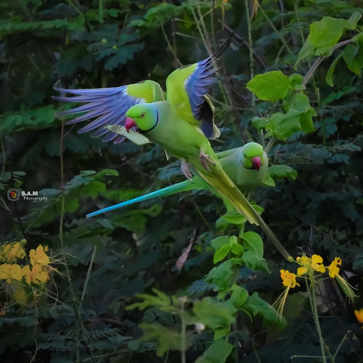 Green and purple parrots flying in the wild at Black River Gorges National Park, Mauritius
