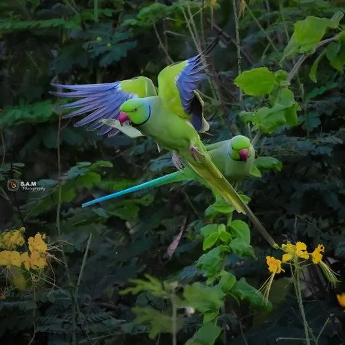 Green parrots flying in Nature