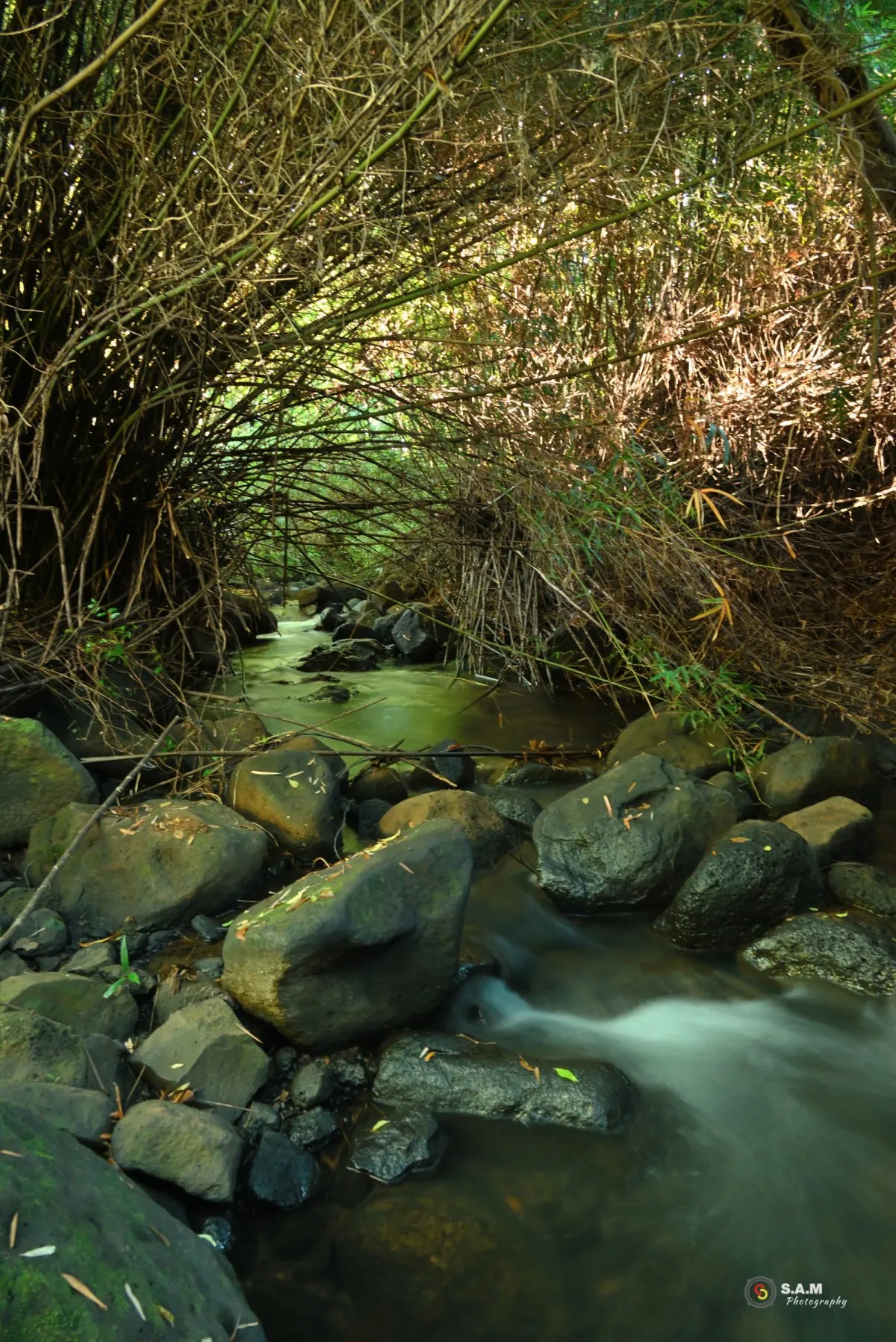 Small stream flowing through rocks and plants in a Mauritius forest
