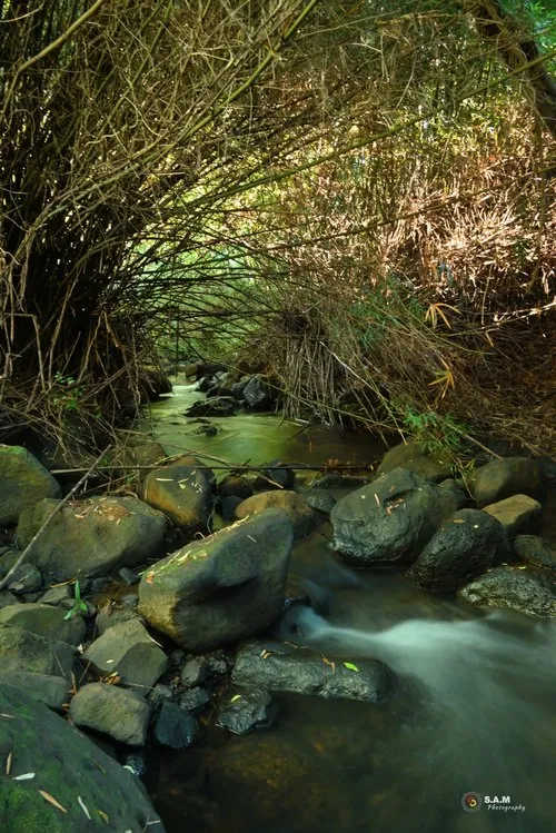 Small stream in the forest