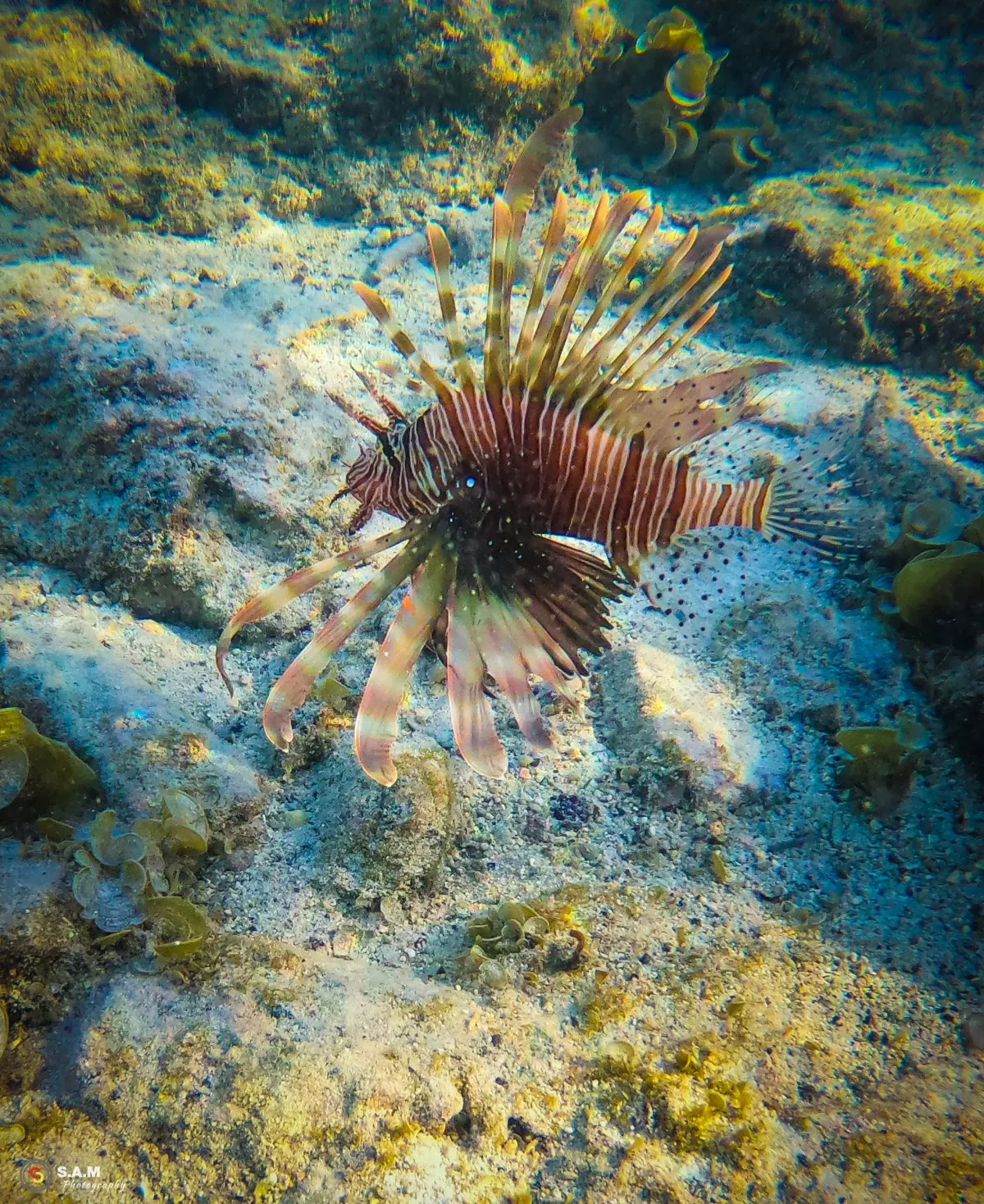 Red Lionfish swimming near seaweed in Blue Bay lagoon, Mauritius