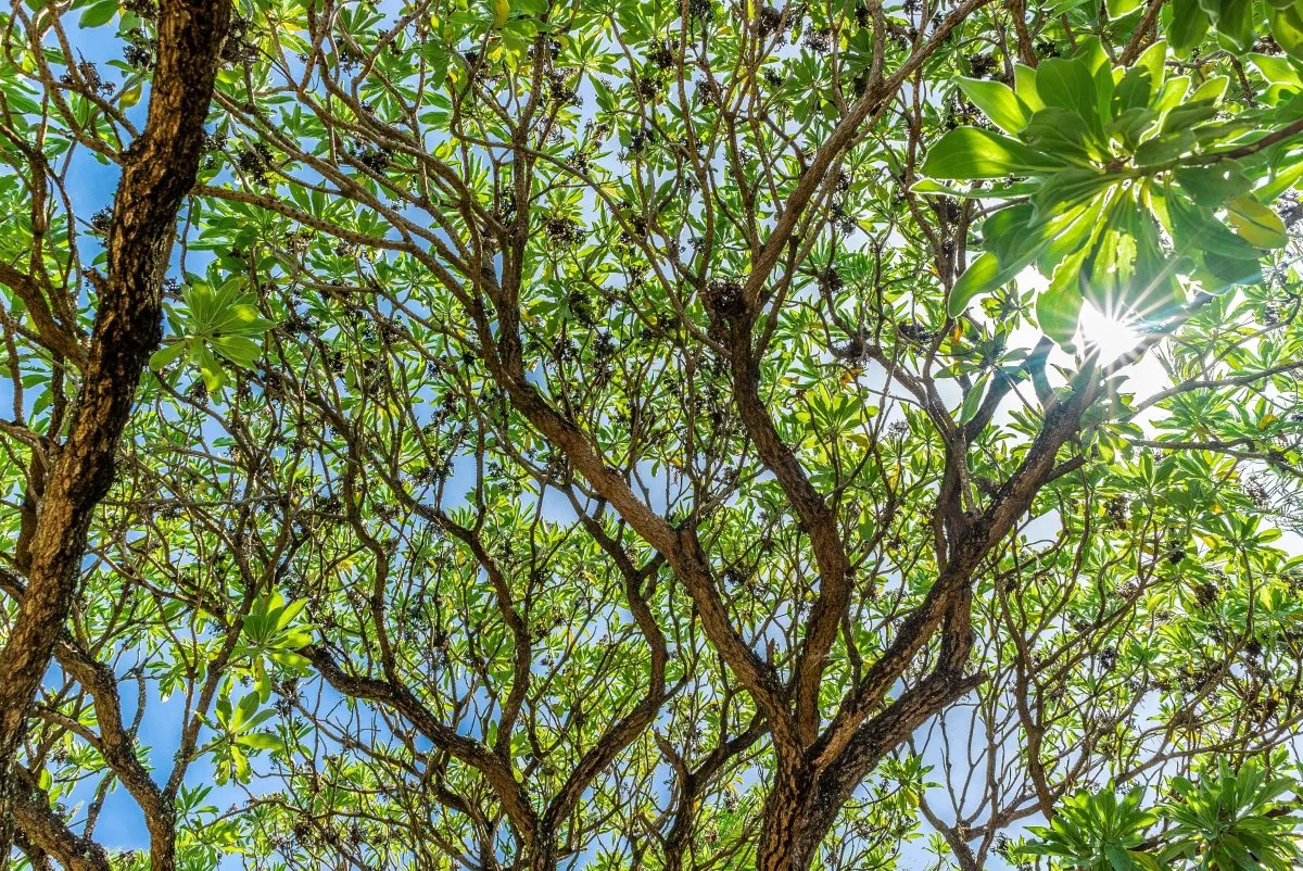 Sunlight shining through lush green tree branches in a garden at Constance Belle Mare Plage, Mauritius