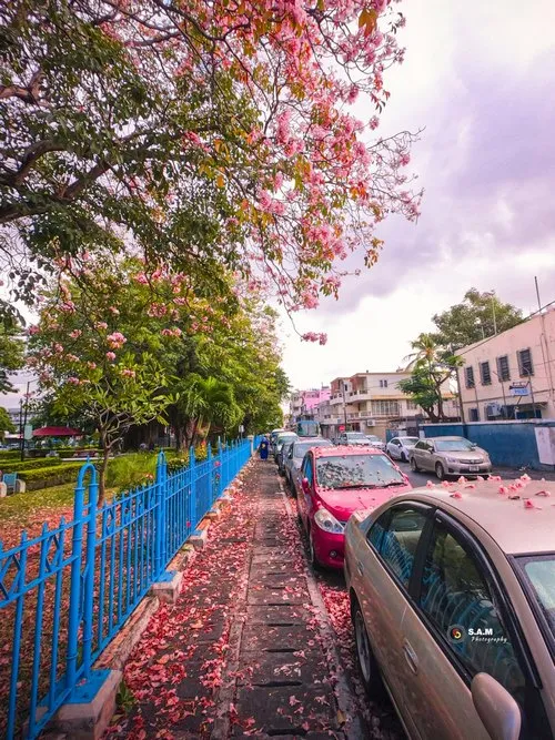 Flowers falling from tree in Plaine Verte