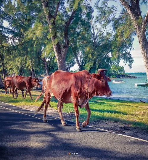 Cows walking on the road near beach