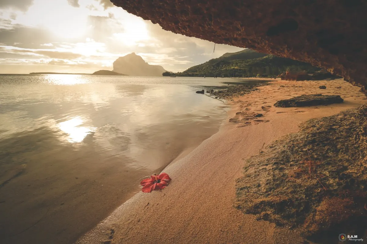 View of Le Morne Brabant mountain from La Prairie beach with purple flowers and calm sea in Mauritius