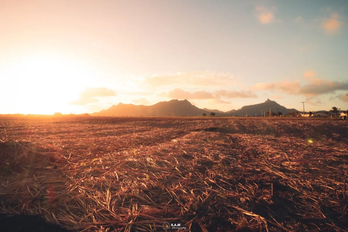 Dried sugarcane field post-harvest with mountains in the background in Mauritius