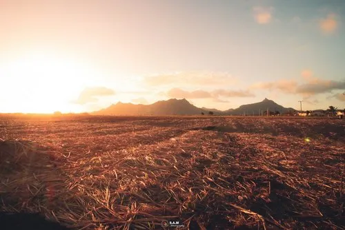 Sugarcane field after harvest