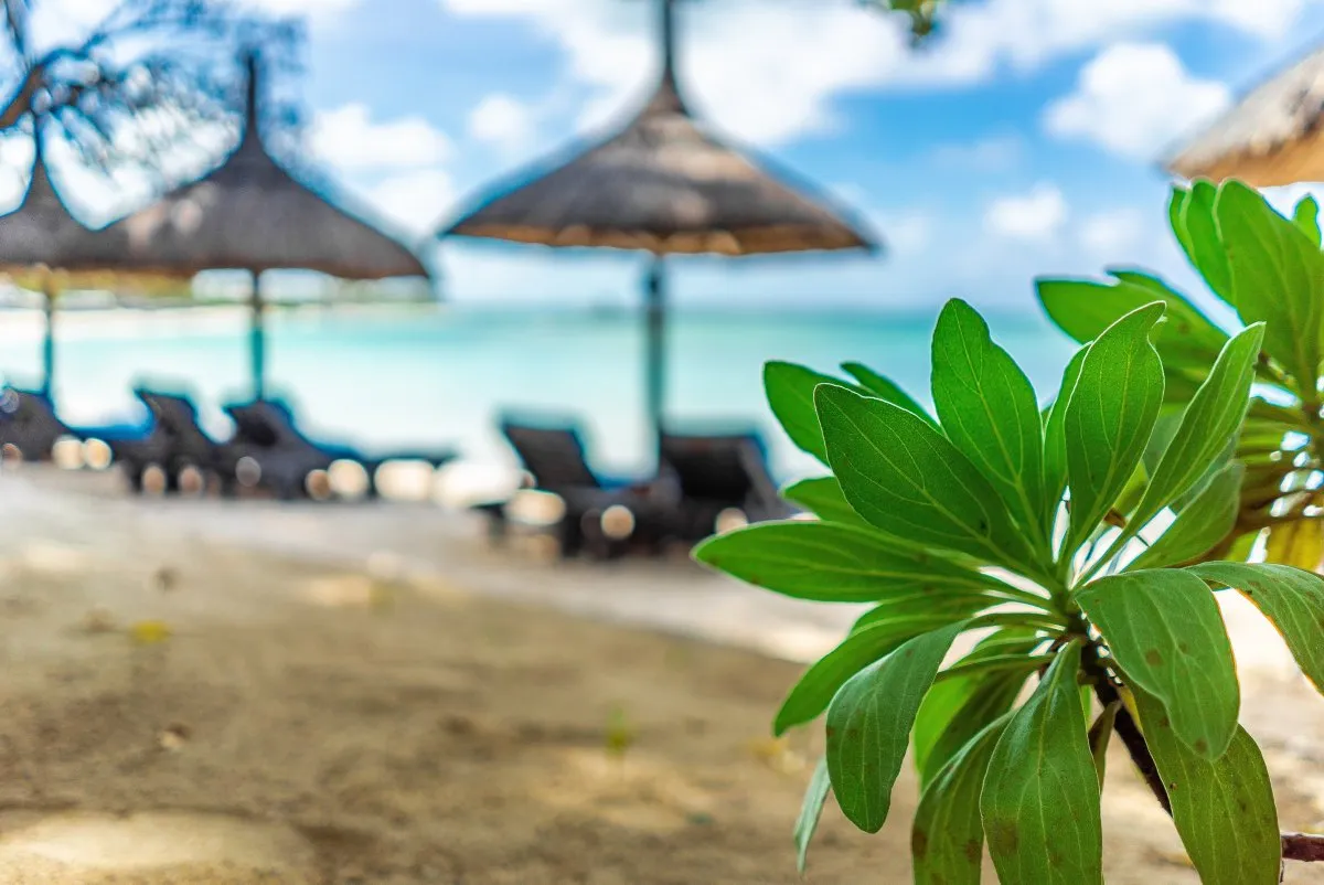 Green leaves in focus with the sea and beach blurred in the background at Belle Mare Plage, Mauritius