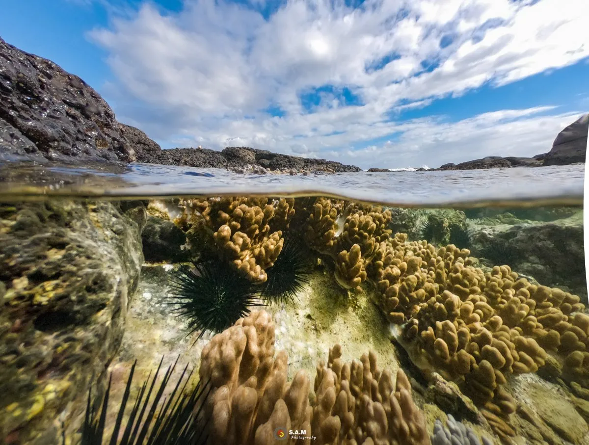 Underwater image of sea urchins and corals in Albion lagoon, Mauritius