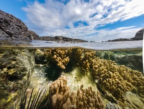 Sea Urchins & Corals under water