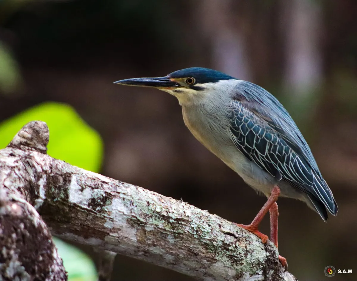 Black Crowned Grey Heron standing by a pond in a botanical garden in Mauritius